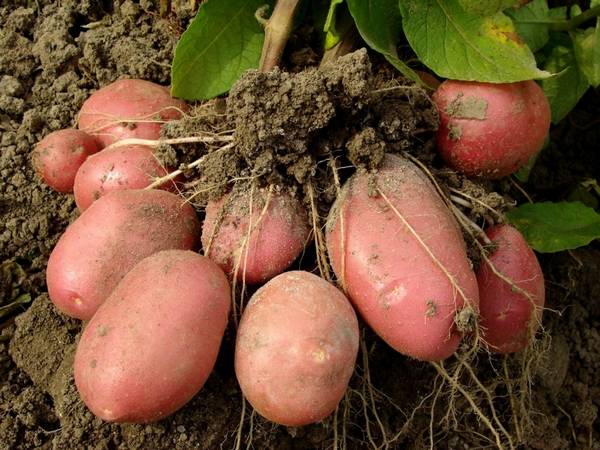 Характеристика и выращивание сорта картофеля Розара - фото