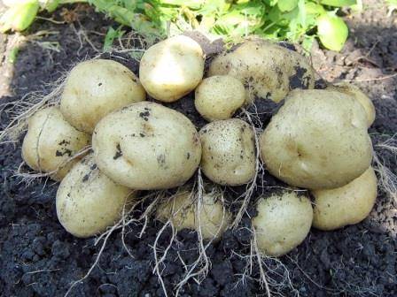 Ранний картофель в теплице: агротехника выращивания с фото