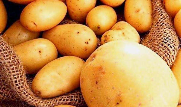 Популярный, вкусный, неприхотливый — картофель «Жуковский» с фото