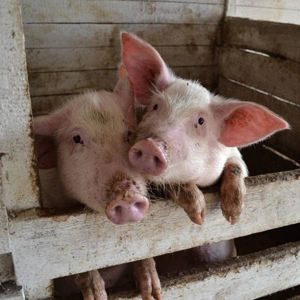 Зачем нужна кастрация свиней, как и в каком возрасте она проводится? - фото