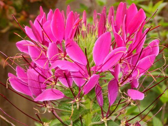 Клеома - грандиозный цветок в саду, описание и выращивание - фото