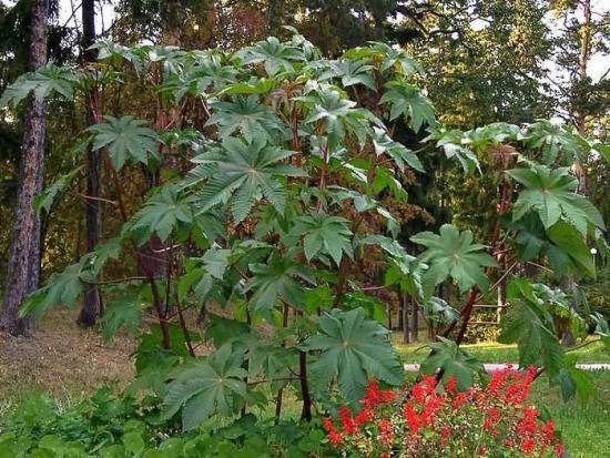 Клевещина обыкновенная - ядовитое растение в вашем саду - фото