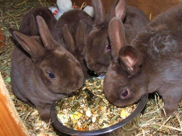 Когда отсаживать крольчат от крольчихи - советы начинающим - фото
