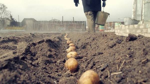 Когда сажать картофель на рассаду в 2017 году: подробные рекомендации и пла ... - фото