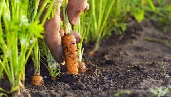 Когда лучше убирать морковь с грядки - фото