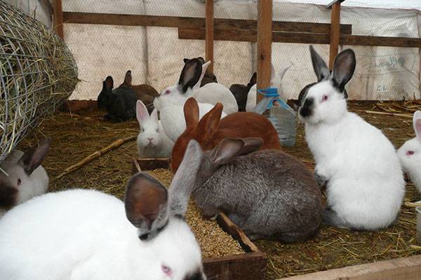 Комбикорм для кроликов - фото