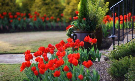 Корень тюльпана: правильная высадка и хранение - фото