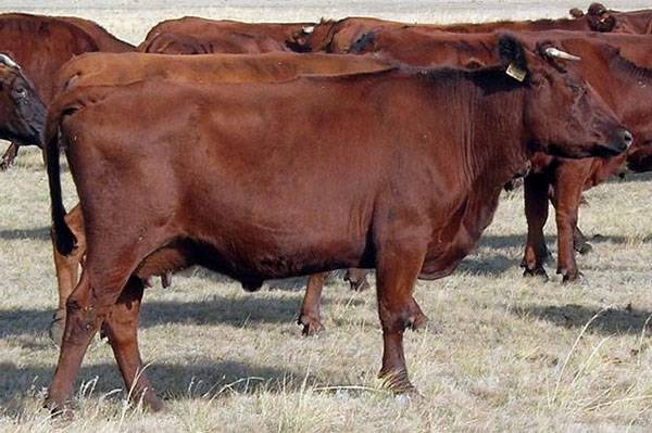 Выбираем породу коров для личного подсобного хозяйства с фото