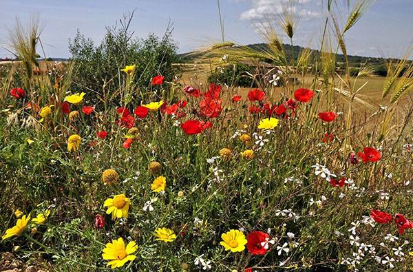 Красота и польза русской земли - луговые и полевые цветы - фото