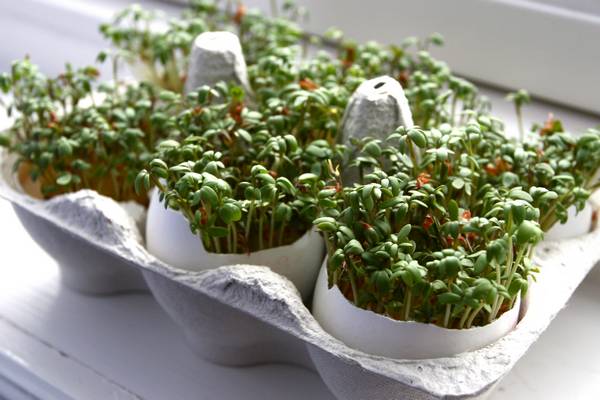 Кресс салат: как выращивать дома вкусную зелень - фото
