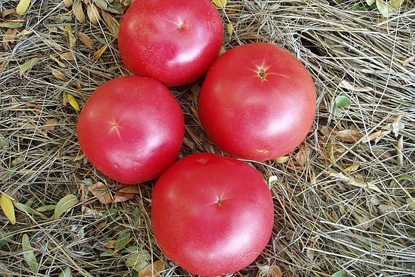 Сорта крупноплодных томатов для теплиц - фото