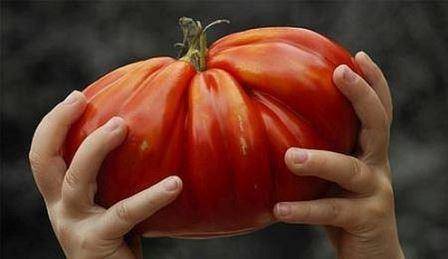 Крупные помидоры: лучшие сорта и особенности выращивания - фото