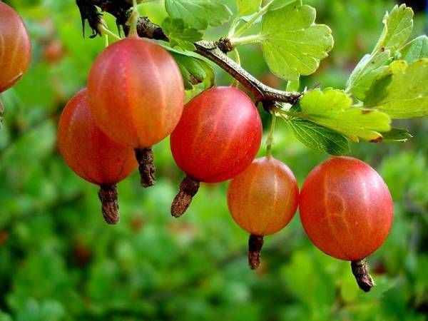 Крыжовник - полезные свойства обычной ягоды с фото