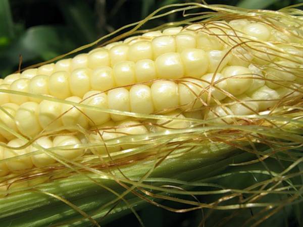Сахарная кукуруза: выращивание и уход - фото