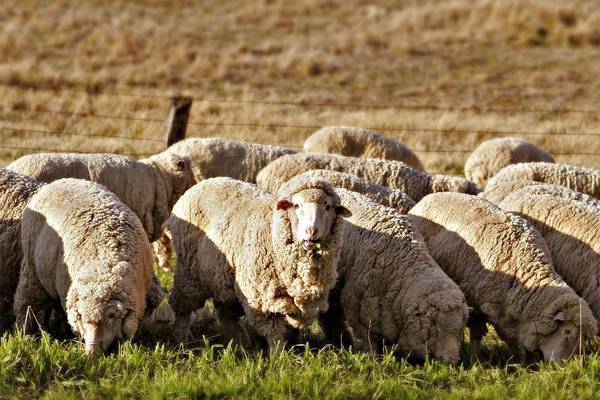 Курдючные овцы, тексель, дорпер  все породы хороши, выбирай на вкус - фото