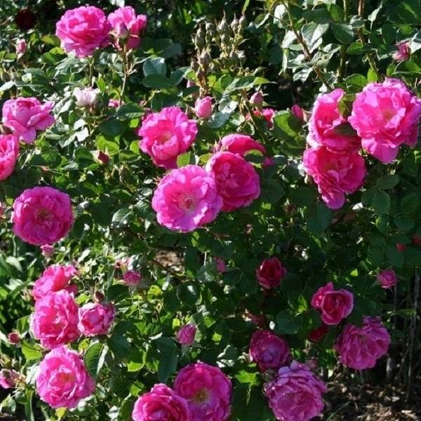 Чем хороши кустовые розы разных видов, и в чем особенности ухода за ними? с фото