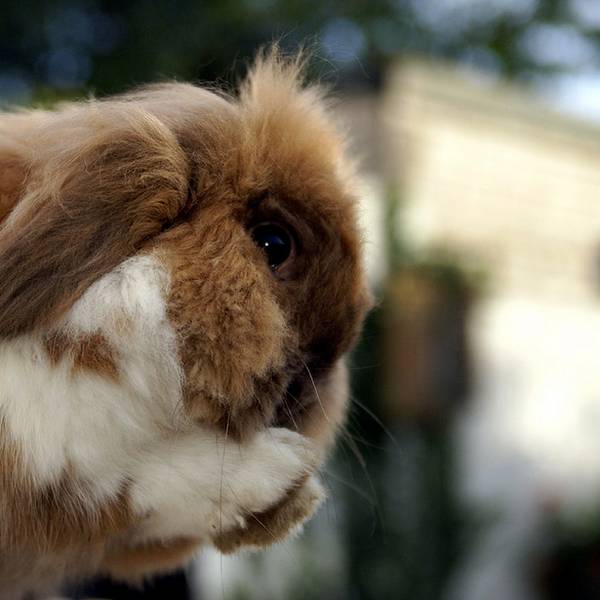 Возможные проблемы со здоровьем у кроликов, как предотвратить и чем лечить? с фото