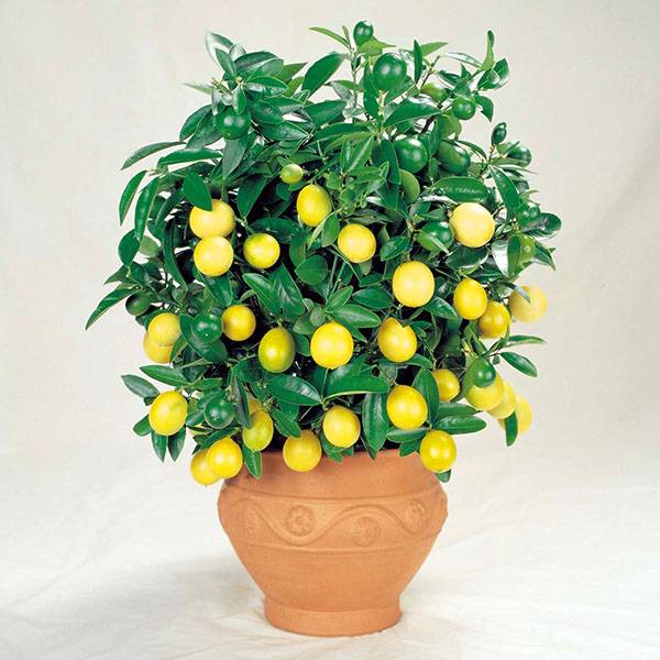 Особенности ухода за комнатным лимоном для получения ароматных плодов - фото