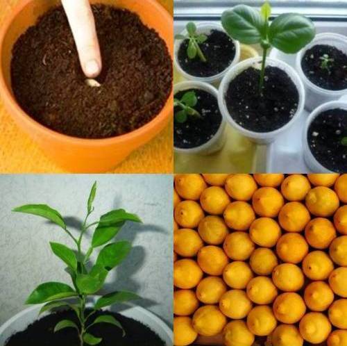 Выращивание и уход за лимоном в домашних условиях - фото