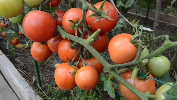 Самые урожайные сорта томатов для открытого грунта в Сибири - фото