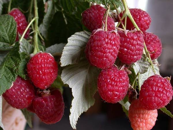 Малина Геракл или как собирать урожаи ягод до самой зимы - фото