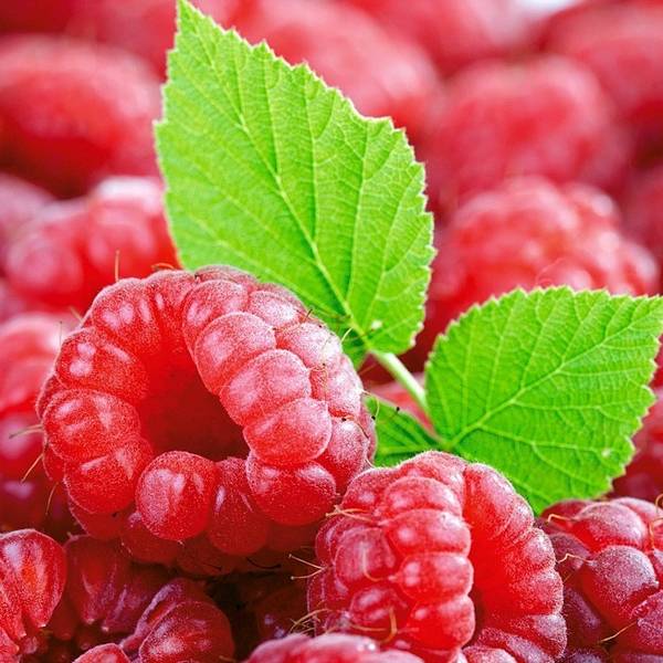Малина — полезные свойства листьев и ягод для укрепления здоровья с фото