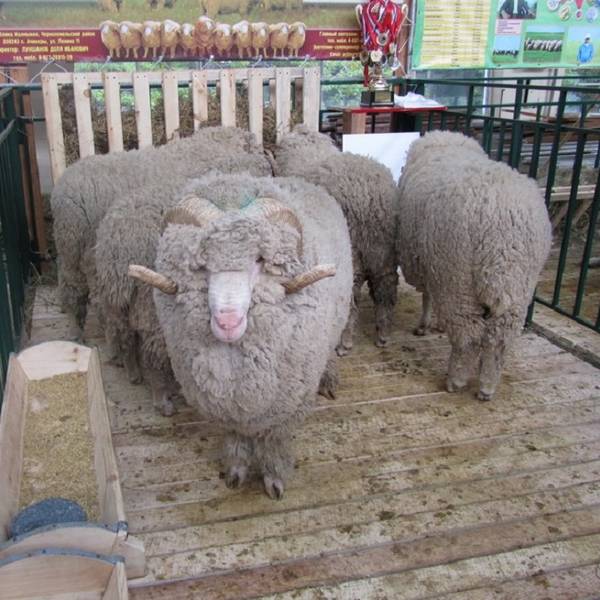 Мериносы  порода овец с теплой и красивой шерстью с фото