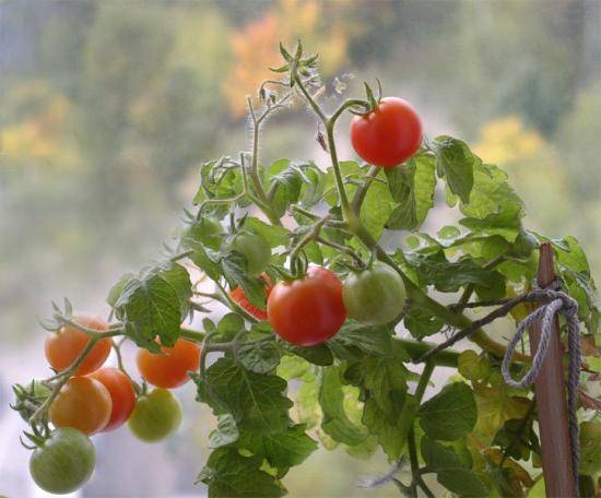 На каком расстоянии сажать помидоры - фото