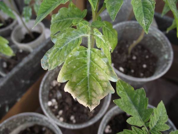 Что делать, если на помидорах белые пятна на листьях: основные причины с фото