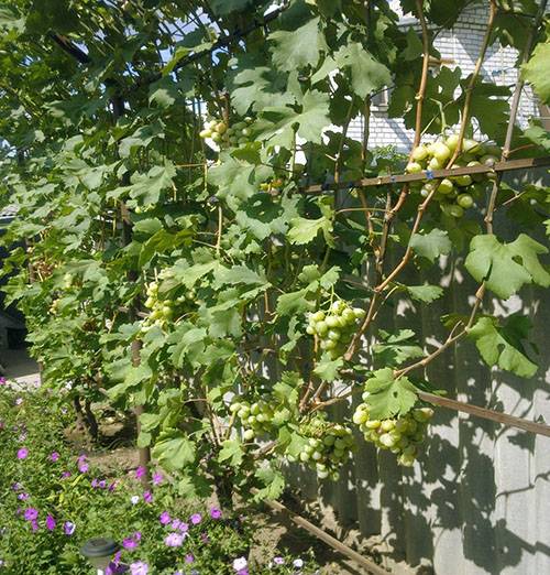 Шпалера для винограда на даче своими руками - фото