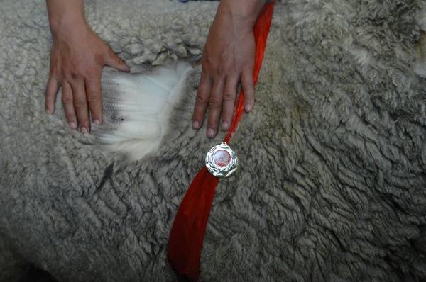 Как выбрать ножницы для стрижки овец и какую использовать технологию с фото