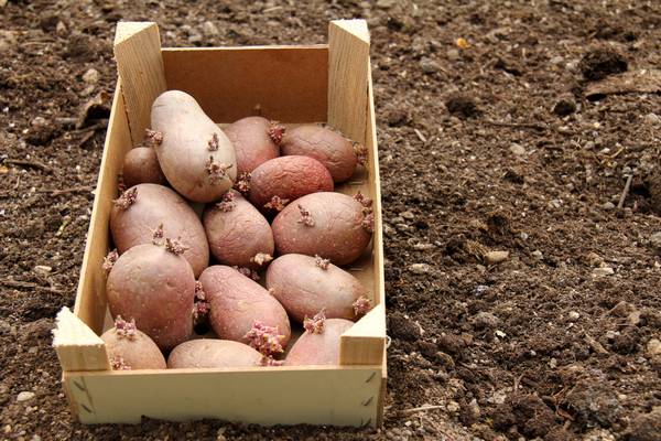 Предпосадочная защита картофеля от вредителей: советы и секреты - фото