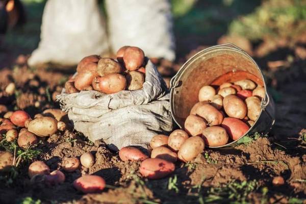 Предпосевная обработка картофеля — залог богатого урожая - фото
