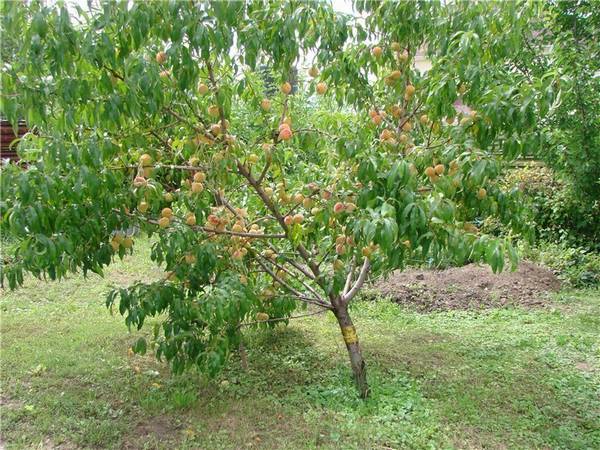 Обработка персика весной  ликвидируем болезни и паразитов - фото