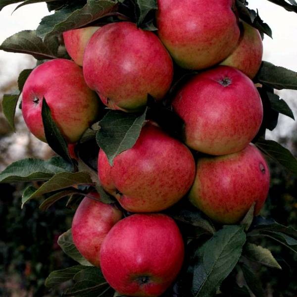 Особенности обработки яблонь осенью: проверенные способы - фото