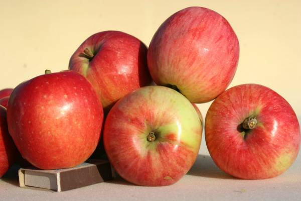 Обработка яблонь от болезней: советы специалистов - фото