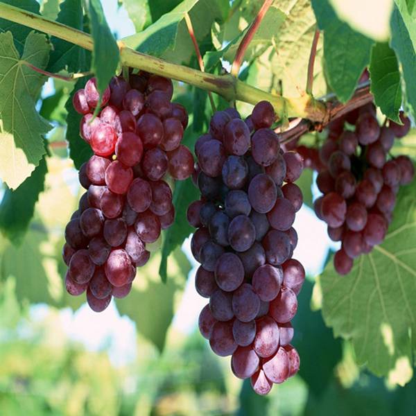 Обрежьте виноград на зиму, и урожай вас удивит с фото