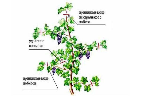 Этапы и особенности проведения обрезки винограда летом с фото