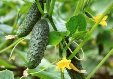 Огурцы: особенности выращивания в открытом грунте с фото