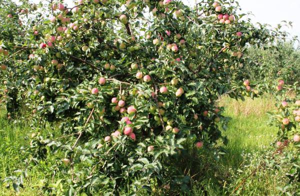 Богатый витаминами сорт яблок Орловский кандиль - фото