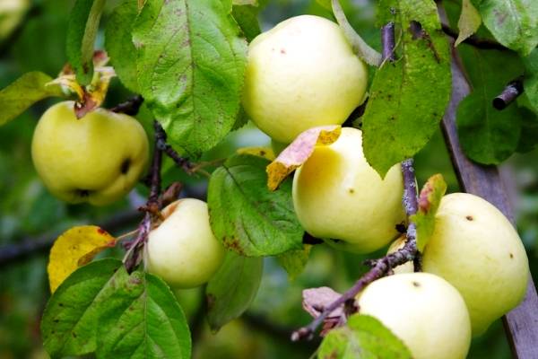 Самые популярные яблоки Антоновка - фото
