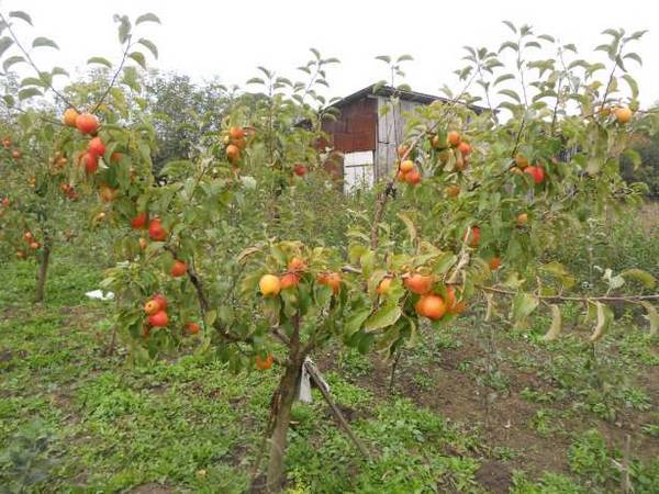 Чемпион - урожайный сорт яблони чешской селекции с фото