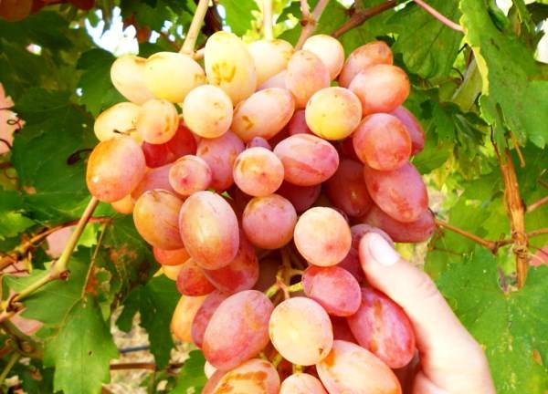 Особенности выращивания винограда Юлиан - фото
