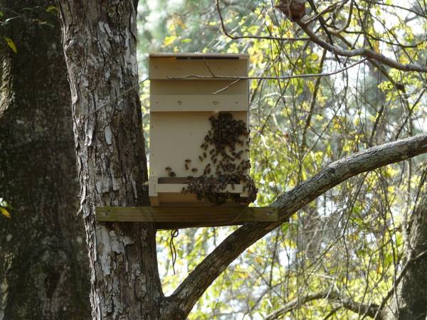 Хитрости пчеловодства - ловушки для пчел - фото