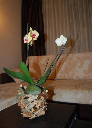 Пересадка орхидей во время цветения - фото