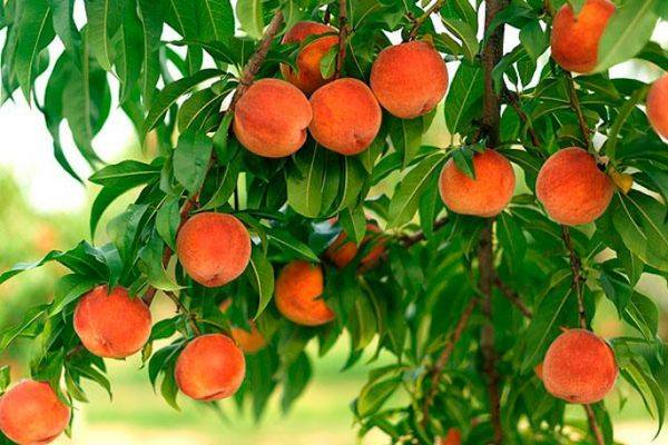 Персик  это фрукт или большая ягода - фото