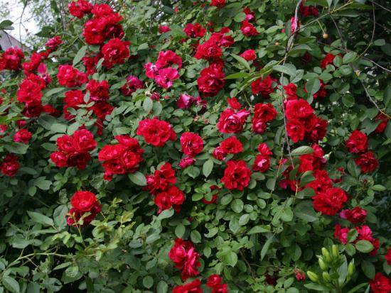 Плетистые розы: основные сорта и особенности ухода - фото