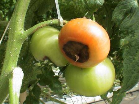 Почему чернеют помидоры в теплице - фото