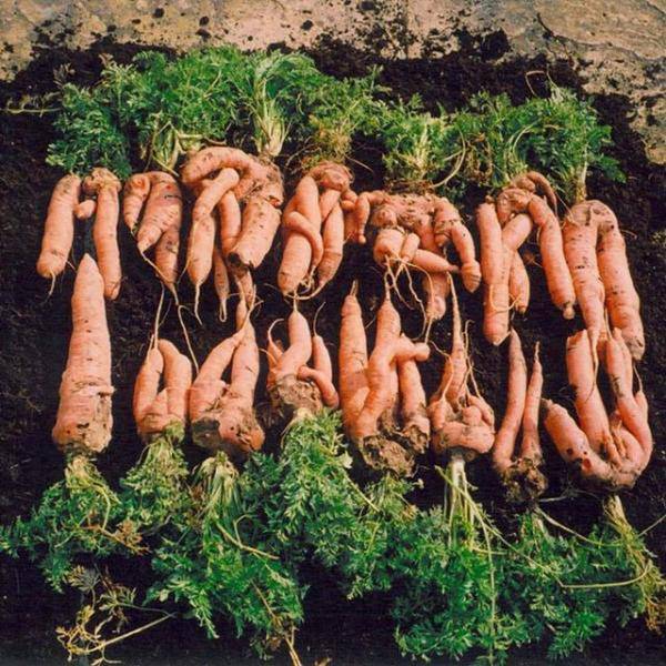Рогатая, мохнатая, корявая морковь  почему морковка вырастает уродливой с фото