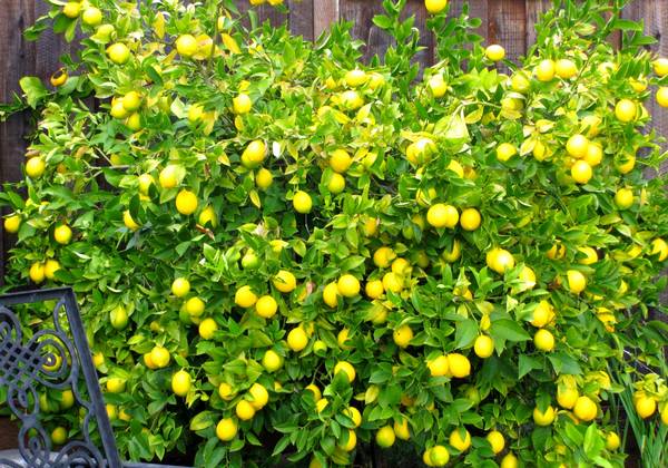 Почему у лимона опадают листья и как с этим бороться - фото